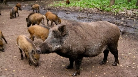 Românii care împiedică răspândirea pestei porcine africane primesc bani de la stat. 200 de euro pentru fiecare mistreț împușcat și incinerat