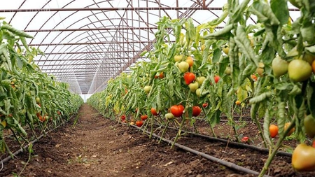 Direcția Agricolă Iași a virat tranșa a doua, în cuantum de 1,1 milioane de lei, către beneficiarii programului Tomata