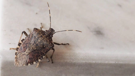 Insecta care a invadat locuințele din România! Iată cum scăpăm de gândacii urât mirositori