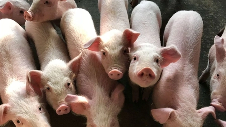 Unde se face Evomec la porci? Tot ce trebuie să știe orice fermier