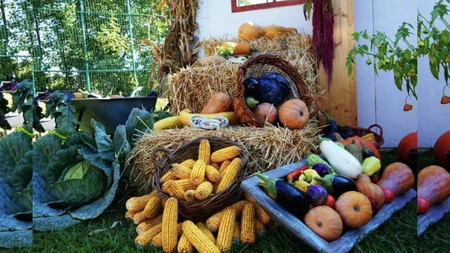 USV Iași organizează în acest weekend Zilele Recoltei, un eveniment așteptat de către toată lumea. Vor fi 2 zile pline de surprize