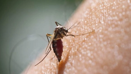Ce este și cum se transmite virusul Zika? Iată cât de periculoasă poate deveni o singură mutație!