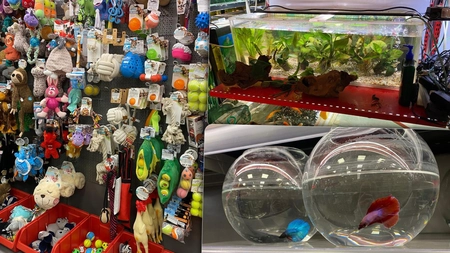 Ieșenii ajung să investească până la 1.000 de lei pe lună pentru animalele de companie. Ovidiu Carp: „Recomand papagalii”