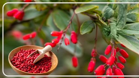 Ce este berberina, ajutorul natural împotriva diabetului și a colesterolului. Aliat sau inamic al sistemului cardiovascular?