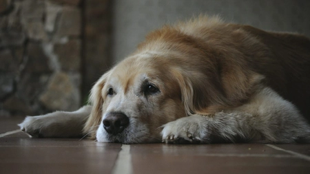 Cum îmbătrânește un câine. Sfaturi de îngrijire pentru ultima etapă de viață