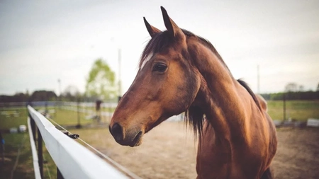 Incident șocant în Iași: Bărbat de 58 de ani lovit de cal două zile la rând