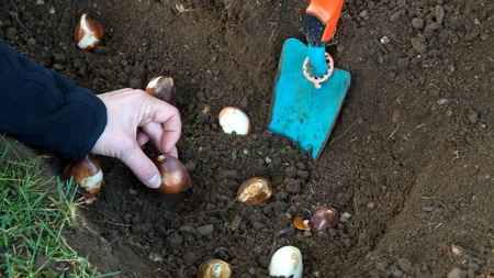 Când se plantează lalelele? Cum să ai cele mai frumoase și sănătoase flori
