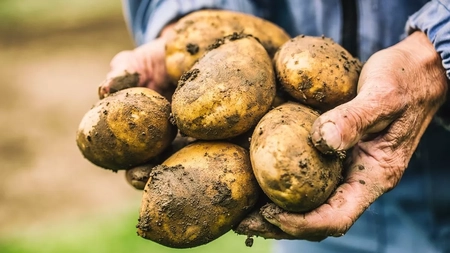 Criza cartofilor! Alimentul la îndemâna oricui urmează să fie unul de lux