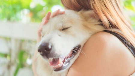 O nouă lege pentru iubitorii de animale de companie! Ce nu mai au voie să facă de la 15 decembrie 2024