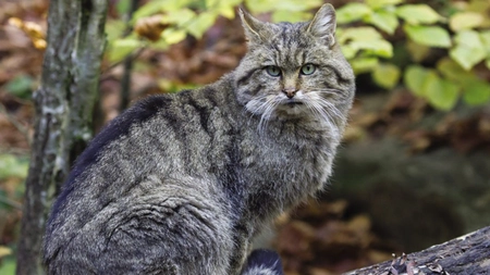 Cum au apărut pisicile! Nimeni nu știe cu adevărat istoria felinelor