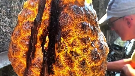 „Saci de ouă extraterestre”, apărute în râuri, alertează Europa! Ecologiștii s-au temut de coloniile gelatinoase