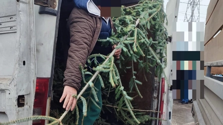 Un bărbat din Iași a sustras 160 de brazi și i-a scos la vânzare în piață. Când a văzut polițiștii, nu mai știa de unde are arborii