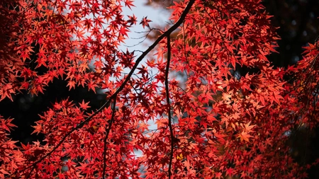 Grădină în stil zen: utilizarea arțarului japonez pentru armonie vizuală