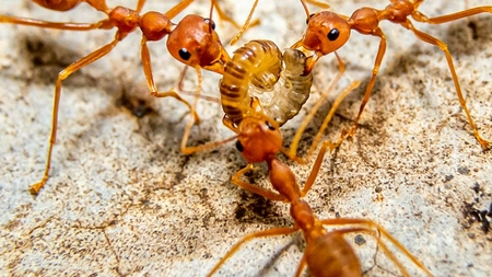 Cât trăiește o furnică? Cea mai veche specie de furnici datează de acum peste 92 de milioane de ani
