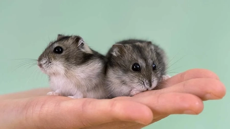 Hamsterul pitic siberian, cel mai popular animal de companie. Cât de greu e să ai grijă de un mic rozător?