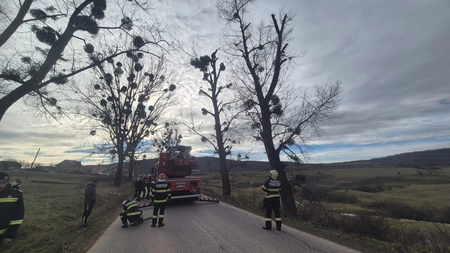 Un bărbat a rămas suspendat într-un plop când culegea vâsc