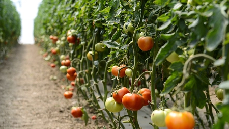 Care sunt considerate cele mai bune soiuri de roșii pentru solar? Iată când să le cultivi și cum să le îngrijești