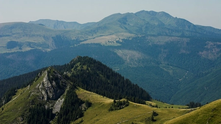 CEDO obligă România să restituie 17.000 hectare de pădure!