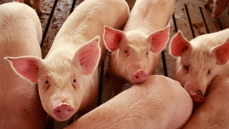 Care este cea mai puternică intoxicație la porci? Poze, cauze și simptome