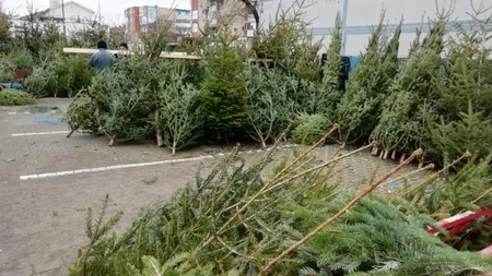 Salubris a început să colecteze brazii de Crăciun! În fiecare an, compania adună sute de pomi după sărbători