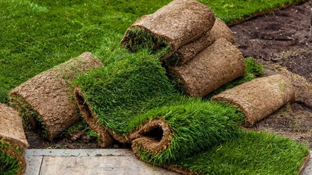 Servicii Publice Iași cumpără 6 hectare de gazon rulou, cu 290.000 de euro. Va fi plantat în cartierele din oraș