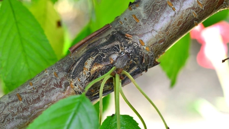 Altoirea prunului – când se face altoirea, primăvara sau toamna?