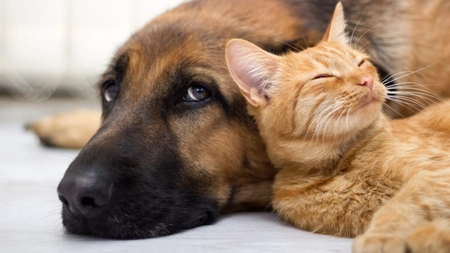 Românii, amendați cu 12.000 lei pentru abandonul animalelor. Ce a pățit o femeie din județul Mureș
