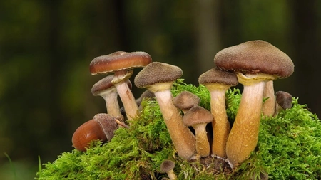 Tot ce trebuie să știi despre ciupercile de pădure. Câte tipuri putem găsi și importanța lor
