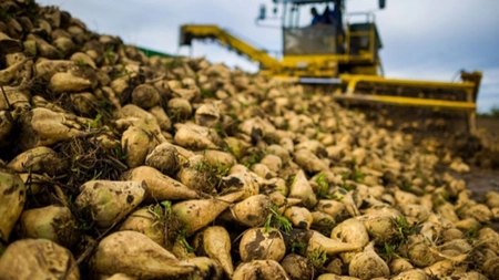 Când primesc subvențiile cultivatorii de sfeclă de zahăr din Iași. Ajutorul financiar a ajuns la 1.000 de euro la hectar