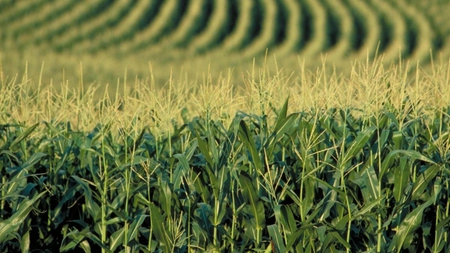 A scăzut numărul fermierilor din Iași care practică agricultura ecologică și au primit subvențiile de la APIA. Instituția a plătit beneficiarilor 214.382 de euro