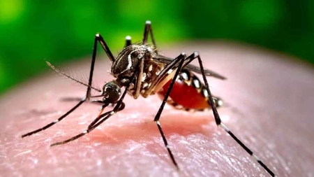 Ce este febra dengue și cât de periculoasă este