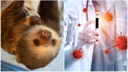 Ce este „virusul leneșului” și care sunt simptomele? Nu există tratament sau vaccin pentru această boală!