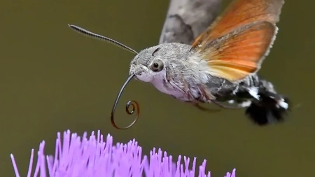 Molia sau fluturele colibri, o specie rară de fluture ce poate să îți apară în grădină