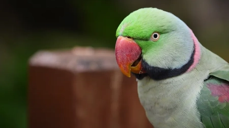 Marele Alexandru, cea mai populară specie de papagali