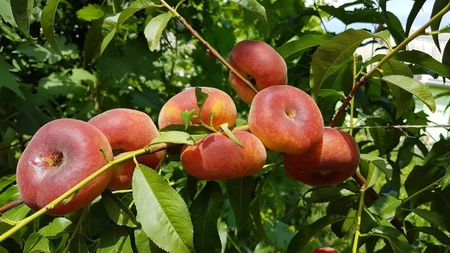 La ce poți utiliza piersica turtită. Preparate delicioase și remedii naturiste