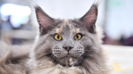La ce preț poate ajunge o pisică din rasa Maine Coon? Nu oricine își permite să o cumpere!