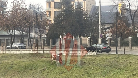 Atenție, șoferi! Trei vaci rătăcesc libere pe Splai Bahlui, bulevardul Regele Mihai din Iași