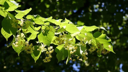 Când înflorește teiul? Iată când se culeg, de fapt, florile arborelui!