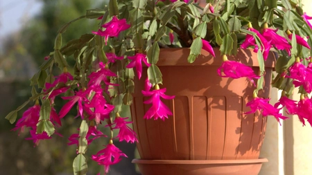 Ce floare înflorește de 12 ori pe an? Iată plantele care nu țin cont de anotimpuri!