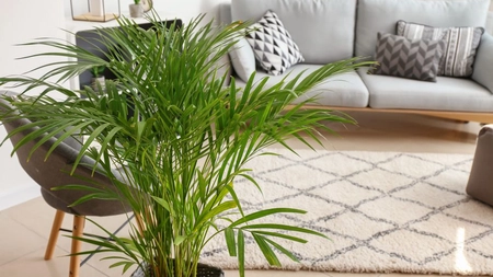 Cum să îți îngrijești plantele de apartament! Cele mai bune îngrășăminte naturale