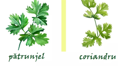 Coriandru vs. pătrunjel, alimente pe care le confundăm. Iată care sunt asemănările și diferențele!