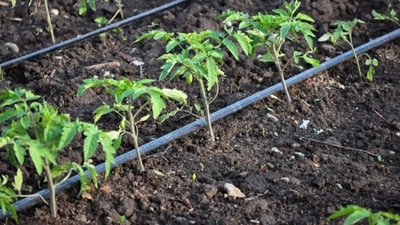 Care este distanța de plantare a vinetelor? Sfaturi pentru o producție ridicată