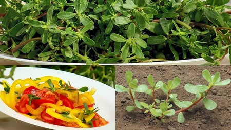 Rețeta pentru ciorbă de iarbă grasă. Buruiana minune utilizată de chefii bucătari!