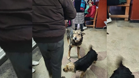 Imagini incredibile într-un dispensar din Iași! Mai mulți câini au pătruns în unitatea sanitară și i-au scos din minți pe pacienți: „Vii cu copiii la medic să ți-i consulte și te trezești cu o mușcătură”