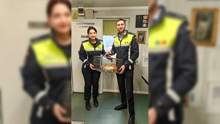 Dosar penal pentru un ieșean care a folosit o pisică pentru a testa agresivitatea unor câini. Felina a fost confiscată de polițiști