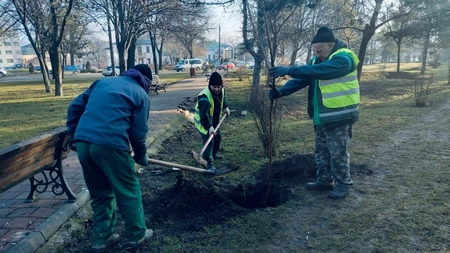 A început campania de plantare a arborilor în municipiul Iași. Iată ce specii sunt pregătite pentru oraș