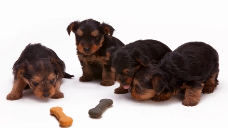 Top cinci sfaturi de care să ții cont când alegi tipul de hrană pentru câinele tău