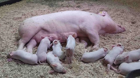 Semne de fătare la scroafă. La ce trebuie să fim atenți