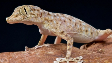 Șopârla gecko. Informații impresionante despre această specie