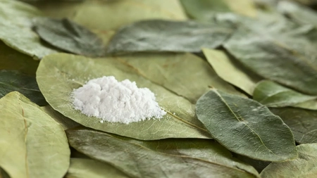 Frunza de coca ar putea fi legalizată! Columbia principala susținătoare